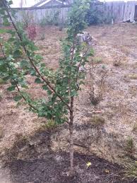 The skin is orange to yellow color. Apricot Tree Branches On Only One Side General Fruit Growing Growing Fruit