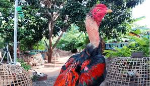 600 x 350 jpeg 141 кб. Nilai Plus Dari Ayam Vietnam Di Arena Sabung Ayam S128 S128 Resmi Sabung Ayam Dari Negara Filipina Zeusbola