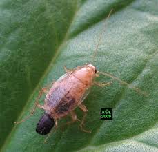 De nombreuses autres espèces existent, susceptibles de représenter des nuisances pour l'homme et son environnement comme la blatte forestière ambrée (ectobius vittiventris). Les Blattes