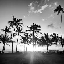 Black And White Palm Tree Pictures Pin Von Kadita Dabu Auf Wanderlust Bilder Palmen Bilder Tumblr Fotografie