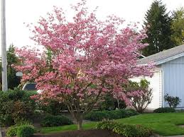 Flowering dogwoods produce red fruit in autumn. Cornus Florida Rubra Also Known As Pink Flowering Dogwood It Arguably May Be The Most Beautiful Of The Na Pink Dogwood Tree Dogwood Trees Pink Flowering Trees