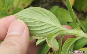 Image result for Spermacoce ocymoides