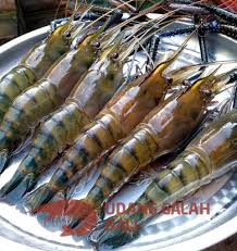 Salam mancing mania udang galah kapuas. Jual Udang Galah Besar