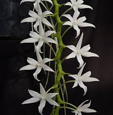 Image result for Aerangis