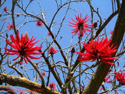 We did not find results for: Blooming Trees In La Jolla California