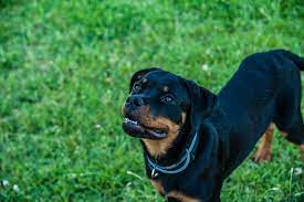 Rottweiler Growth Weight Chart Everything You Need To Know Pawlicy Advisor