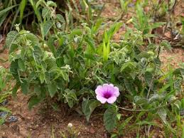 Image result for Ipomoea turbinata