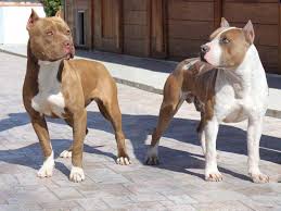 In fact, from professional and clerical to manufacturing and industrial jobs, no one knows the tulsa jobs market better. Staffordshire Terrier Vs Pit Bull Similarities And Differences