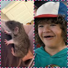 Adopting new pet rats at home