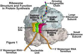 We did not find results for: Molecular Expressions Cell Biology Ribosomes