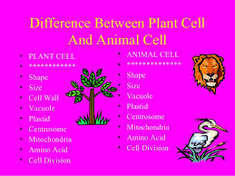 The number of mitochondria in a cell varies depending on the role of the cell. Cell Differences Plant Animal