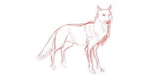 Find & download free graphic resources for wolf. Learn How To Draw A Wolf Adobe