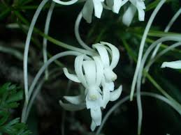 日本 の 蘭 の 種類