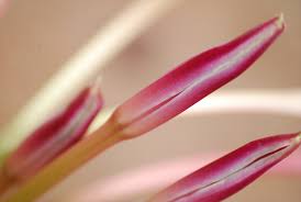 Image result for Crinum stuhlmannii