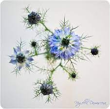 Pin On Love In A Mist