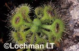 Image result for Droseraceae