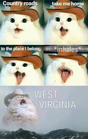 Sad cat cowboy hat meme. Cowboy Cat Take Me Home To West Virginia Doge Much Wow