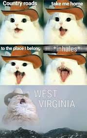 Search, discover and share your favorite cowboy cat gifs. Cowboy Cat Take Me Home To West Virginia Doge Much Wow