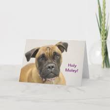 They tend to get into puppy mischief while investigating their new humans and surroundings. Boxer Dog Rescue Cards Zazzle Uk
