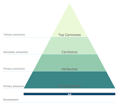 Energy Pyramid Diagram Chart Examples Flow Chart Example