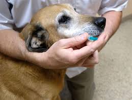 Community petcare clinic offers low cost, high quality care for your pet's medical, surgical and dental needs in toledo, ohio. Toledo Pet Parents Raise Vaccine Questions The Blade