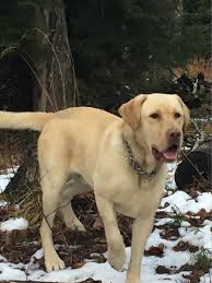 Pa has 121 state parks, and. Coal Hill Labradors Labrador Retriever Breeder In Grampian Pa