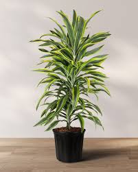 Image result for Dracaena laxissima