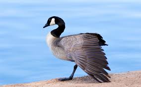 Maybe you would like to learn more about one of these? Canada Goose Audubon Field Guide