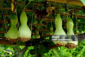 Image result for Lagenaria siceraria