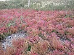 Image result for Salicornia pachystachya