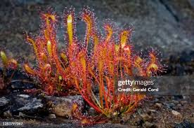 Image result for Droseraceae