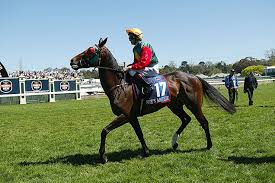 Scott Seamer Horse Jockey Profile