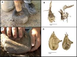 Image result for Bolboschoenus glaucus