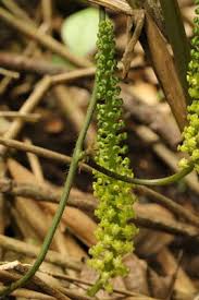 Image result for Dioscoreophyllum