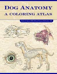 The coloring book helps you memorize the anatomy content you need to know in both veterinary medicine and veterinary technology and gives you a fun way to review the information you have studied. Veterinary Anatomy Coloring Book 2e 9781455776849 Medicine Health Science Books Amazon Com
