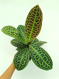 Image result for Ardisia