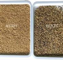 2023 Latest Design Optical Color Sorter Wheat Barley Color ...