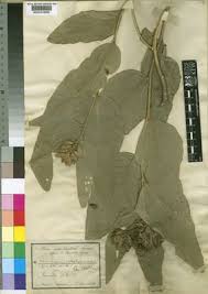 Image result for Pseudoeriosema borianii