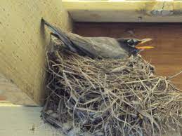 Robins will return to the same territories from season to season. Baby Robins Daily Photos From Egg To Empty Nest Happy Hooligans