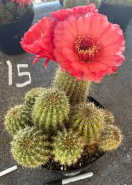 Image result for Commicarpus grandiflorus