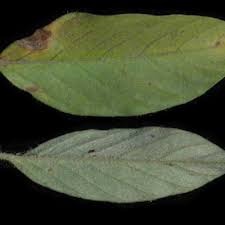 Image result for Ipomoea chloroneura