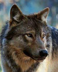 Pretty Wolf Wolf Pictures Wolf World Wolf Love