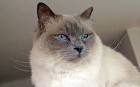 Birman Kittens for Sale & Cats for Adoption | Sweetie ...