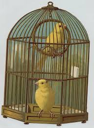 Bird In A Gilded Cage Song Birdcage Canary Birds Bird Vintage Birds