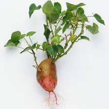 Stir fry, add salt and pepper to taste and fish sauce if using. The Leafy Vitamin Packed Green You Ve Never Eaten Self