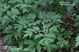 Image result for Bambekea racemosa