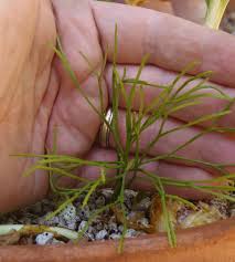 Image result for Psilotum nudum