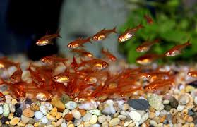 The ember tetra is a very popular community fish. Ember Tetra Aquarium Fish Tropical Freshwater Fish Betta Aquarium