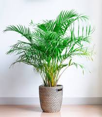 It can take dark corners. 15 Best Living Room Plants Living Room Indoor Plants To Buy Now
