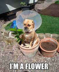 I M A Flower Funny Animals Funny Pictures Animals